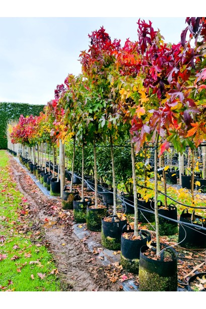 Ліквідамбр смолоносний Liquidambar styraciflua Gum Ball з яскравим осіннім забарвленням листя.